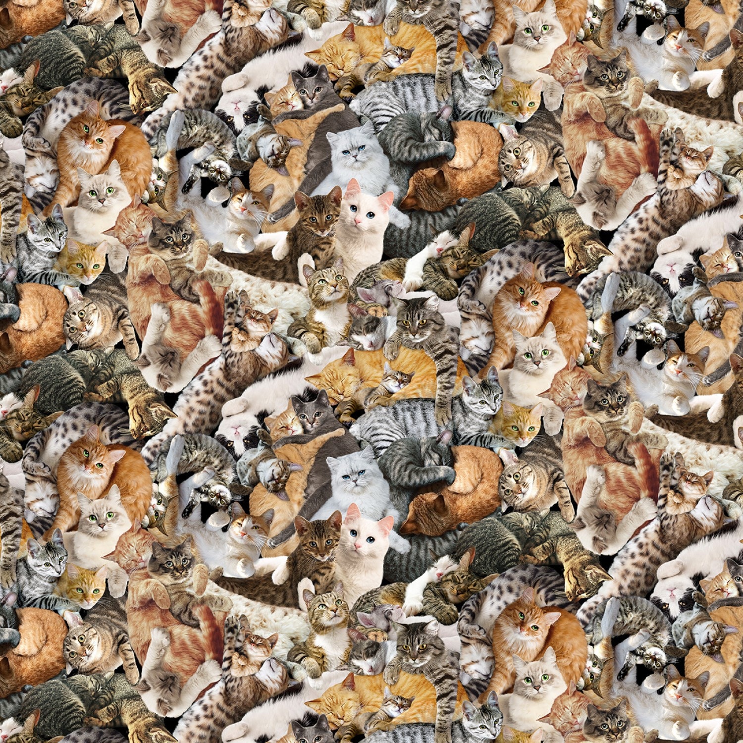 Cuddling Cats Packed All Over On Woven Cotton Fabric Priced By The HALF Yard From Timeless Treasures NEW, Please See The Description!