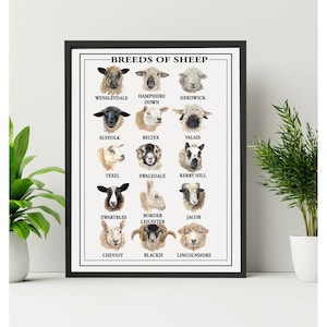 Breeds Of Sheep Poster Print - Unframed - British Farming - British Sheep Breeds - Gift idea - Sheep Print - Valais Blacknose