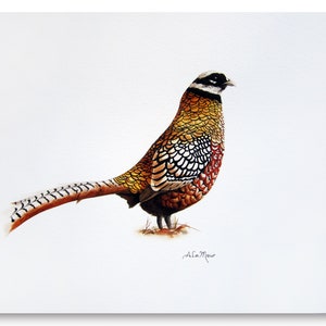 Peut inclure: Peinture à l'aquarelle d'un faisan à longue queue. Le faisan est brun, orange et blanc avec des marques noires. L'arrière-plan est blanc.