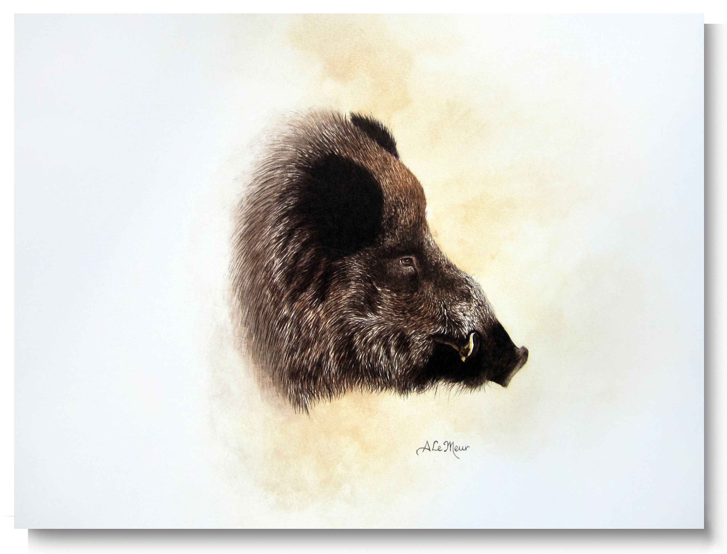 Reproduction d'art Sanglier R2