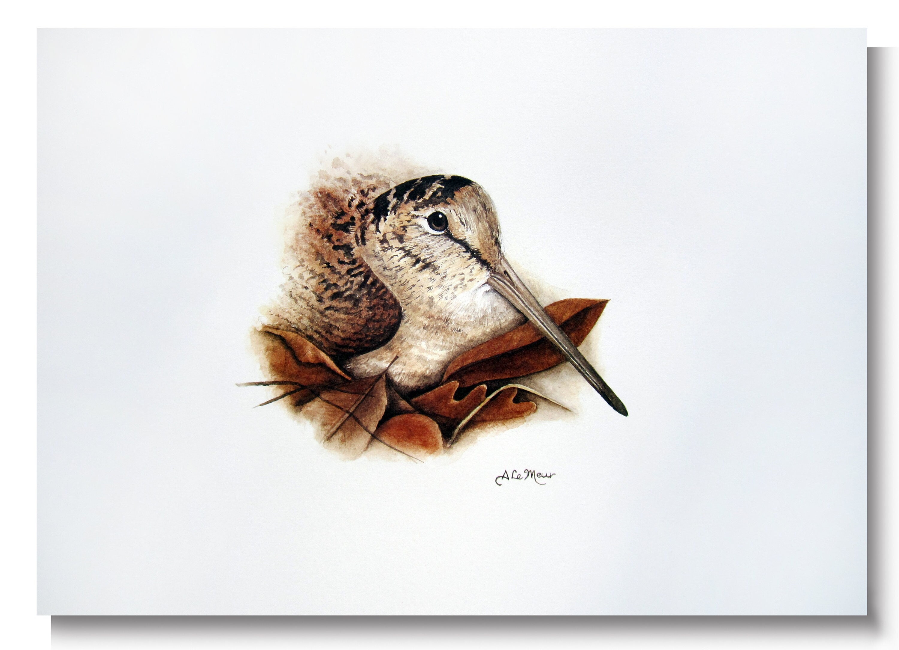 Reproduction d'art Bécasse R1