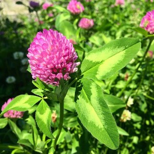 Wildcrafted Red Clover Tincture