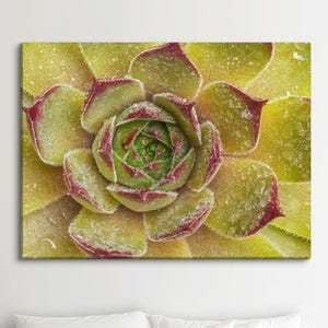 Dewy Succulent Rosette Canvas Print for Bedroom, Sempervivum Macro Botanical Wall Art. MW118