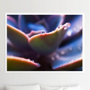 Succulent Peel & Stick Print – Moody Macro Wall Art with Dew Drops. MG004