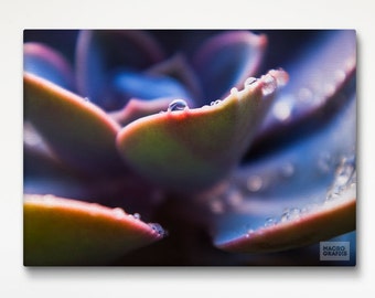 Succulent print, Canvas wall art, Large wall decor, Nature photography, Stretched canvas, Office decor, Hotel wall art, Bedroom decor. MG004