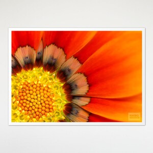 Red flower art print, Gazania flower print, Floral wall art, home decor, Photography, Wall decoration, Wall prints, Dorm room decor. MW011