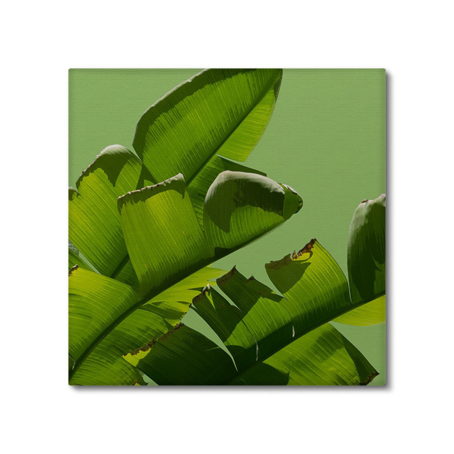 Banana Leaf Canvas Set of 3 Prints Tropical Wall Art Etsy
