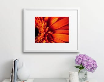 Red Gerbera Macro Wall Art Digital Download for Living Room - Bold Botanical Photo Print
