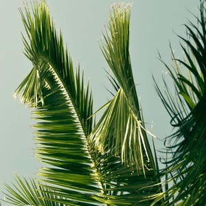 a close-up view of a palm tree with its long, thin leaves reaching upwards against a clear blue sky.