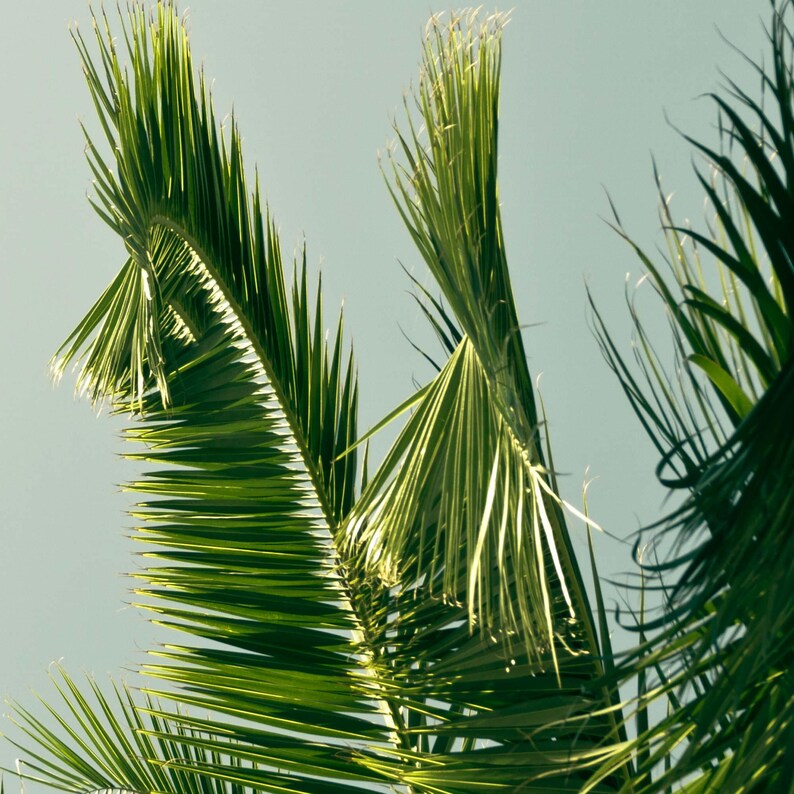 a close-up view of a palm tree with its long, thin leaves reaching upwards against a clear blue sky.