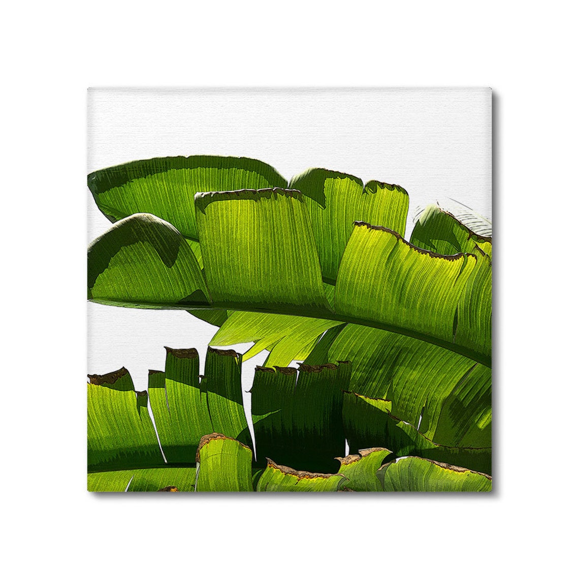 Banana Leaf Canvas Set of 3 Prints Tropical Wall Art Etsy