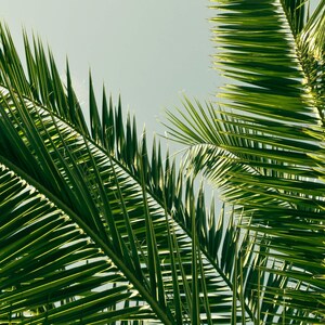 a close-up view of lush, green palm leaves against a clear blue sky.