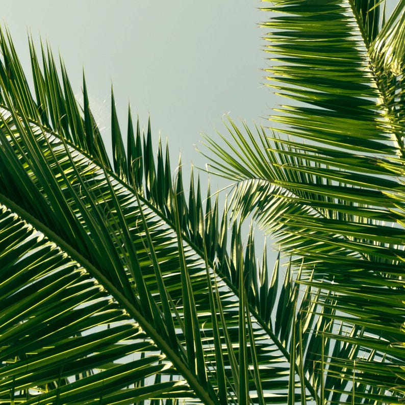 a close-up view of lush, green palm leaves against a clear blue sky.