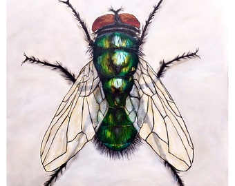 Fine Art Giclee Print, Giclee, Art Print, Fly, Bug, Bugs, Bug Art, Boy Mom, Entomology, Wings, Woodland Animal, flies, dragonfly, creature