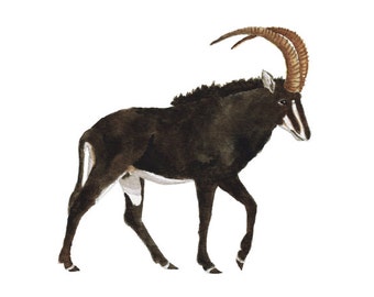 Sable Antelope -digital download safari nursery art watercolor antelope animal art animal watercolor children's art wildlife black brown