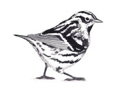 Black and White Warbler- watercolor bird digital download woodland nursery, animal art, animal watercolor, nature art cottagecore