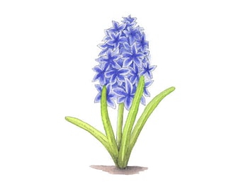 Hiacynt-akwarela kwiat cyfrowe pobieranie kwiat ogród szkółka sztuka natura wystrój sztuka domowa sztuka natura botaniczny niebieski fioletowy zielony 5x7+