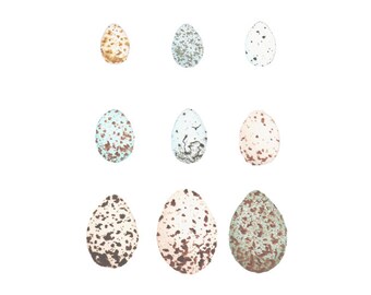 Speckled Eggs Study digital download watercolor eggs bird nature art nature decor ornithology egg print nursery children's art wall art