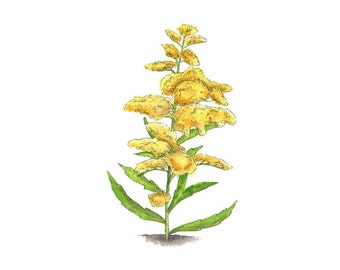 Goldenrod- pobieranie cyfrowe, francuskie szkółki, szkółki kwiatowe, kwiat, ogród, botaniczny wydruk, akwarelowe kwiaty, sztuka natury, wydruk kwiatowy