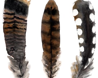 May include: Three watercolor paintings of feathers. The feathers are brown, black, and white. The feathers have different patterns, including stripes and dots.