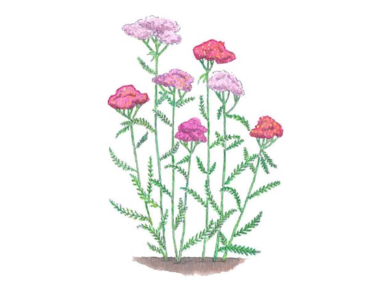 Yarrow - watercolor flower digital download garden, nursery art, watercolor art nature art botanical print watercolor flower nature pink