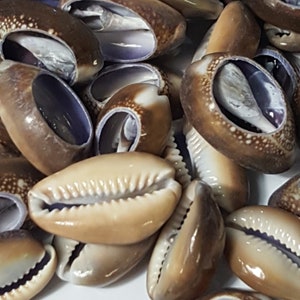 May include: A collection of brown and white cowrie shells with a purple interior. The shells are smooth and glossy.