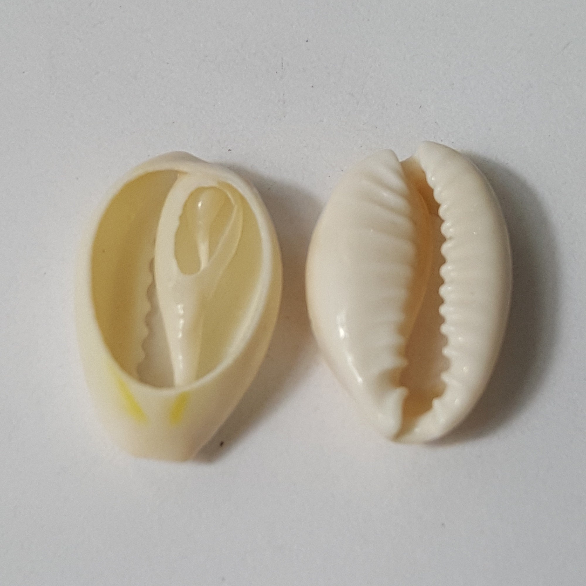 Top Cut Cypraea Annulus Cream Cowrie Shells, 50 Pcs - Select Size and ...