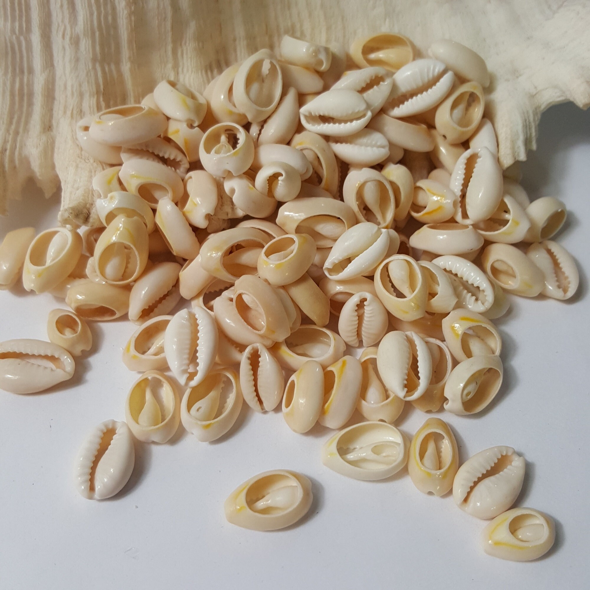 Top Cut Cypraea Annulus Cream Cowrie Shells, 50 Pcs - Select Size and ...