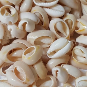 Top Cut Cypraea Annulus Creme Kauri Muscheln, 50 Stück - Wählen Sie Größe und Farbe