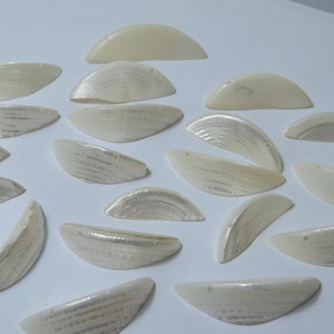 May include: A collection of 18 white iridescent shell halves, each with a small hole drilled at the top. The shells are arranged in a random pattern on a white surface.