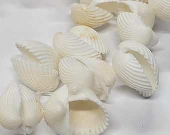 13mm White Kaykay Shell Beads, 16" Strand