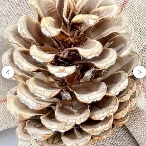 May include: A large, natural pine cone with a light brown and cream color scheme. The cone is detailed with layered scales and is set against a neutral-toned fabric, suggesting a rustic or seasonal decorative item.