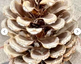 May include: A large, natural pine cone with a light brown and cream color scheme. The cone is detailed with layered scales and is set against a neutral-toned fabric, suggesting a rustic or seasonal decorative item.