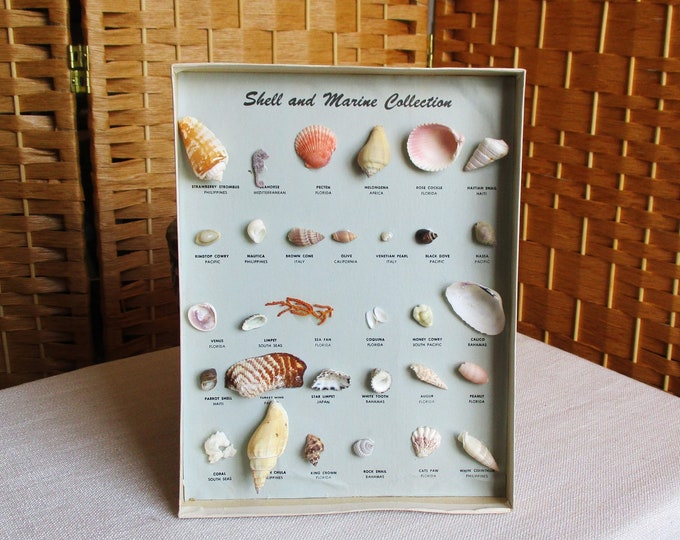 Sea Shells Specimen Box Vintage Mounted Marine & Shells Collection ...