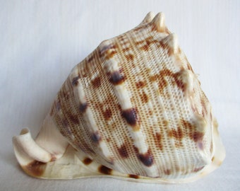 Cassis Cornuta Shell 5.75" Conch Sea Shell Helmet Shell Large Seashell