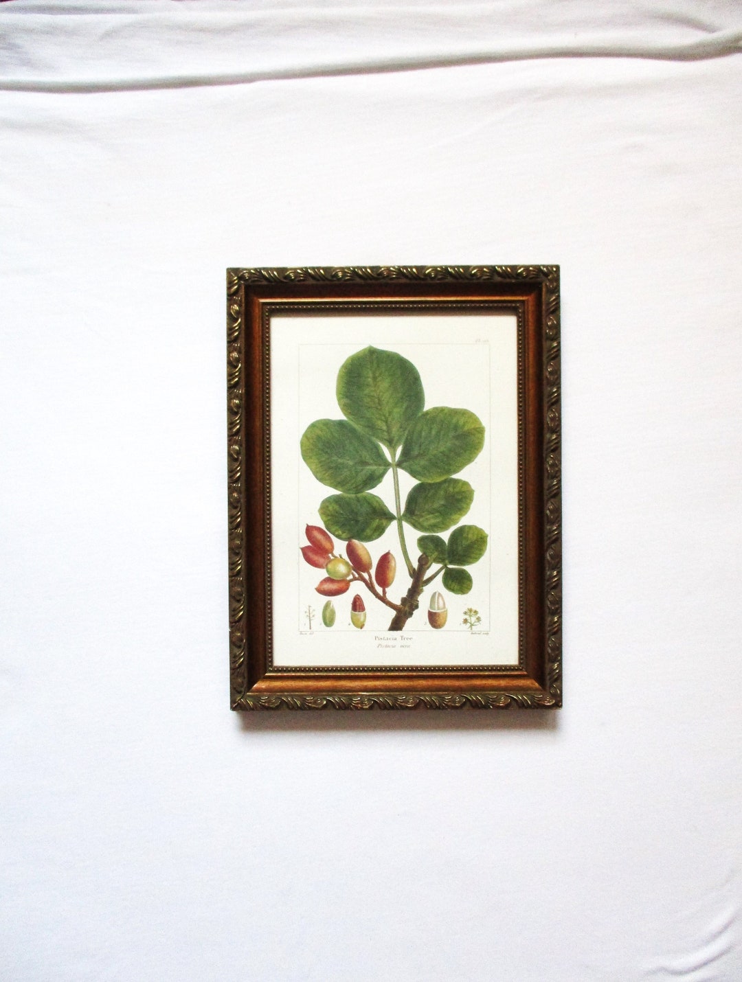 Bombay Company Wall Art Hanging Vintage Botanical Floral Print Pistacia