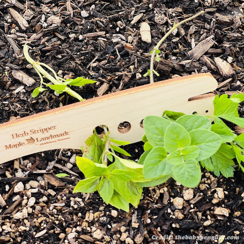 Puede incluir: Una herramienta de madera para pelar hierbas con el texto "Herb Stripper Maple Landmark" en ella. La herramienta est&aacute; sobre un lecho de hierbas verdes.