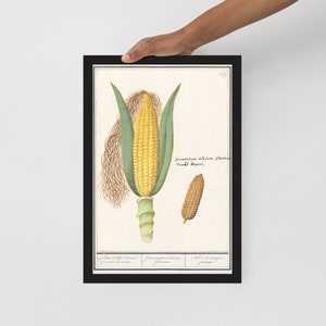 Corn, Zea mays (1596–1610) by Anselmus Boetius de Boodt Framed poster
