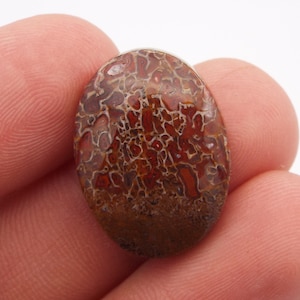 Petrified Dinosaur Bone Cabochon