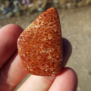 Petrified Dinosaur Bone Cabochon