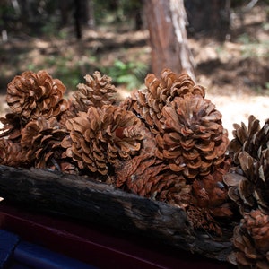 Pine Cones Natural Rustic Home or Wedding Decor  (12pcs)