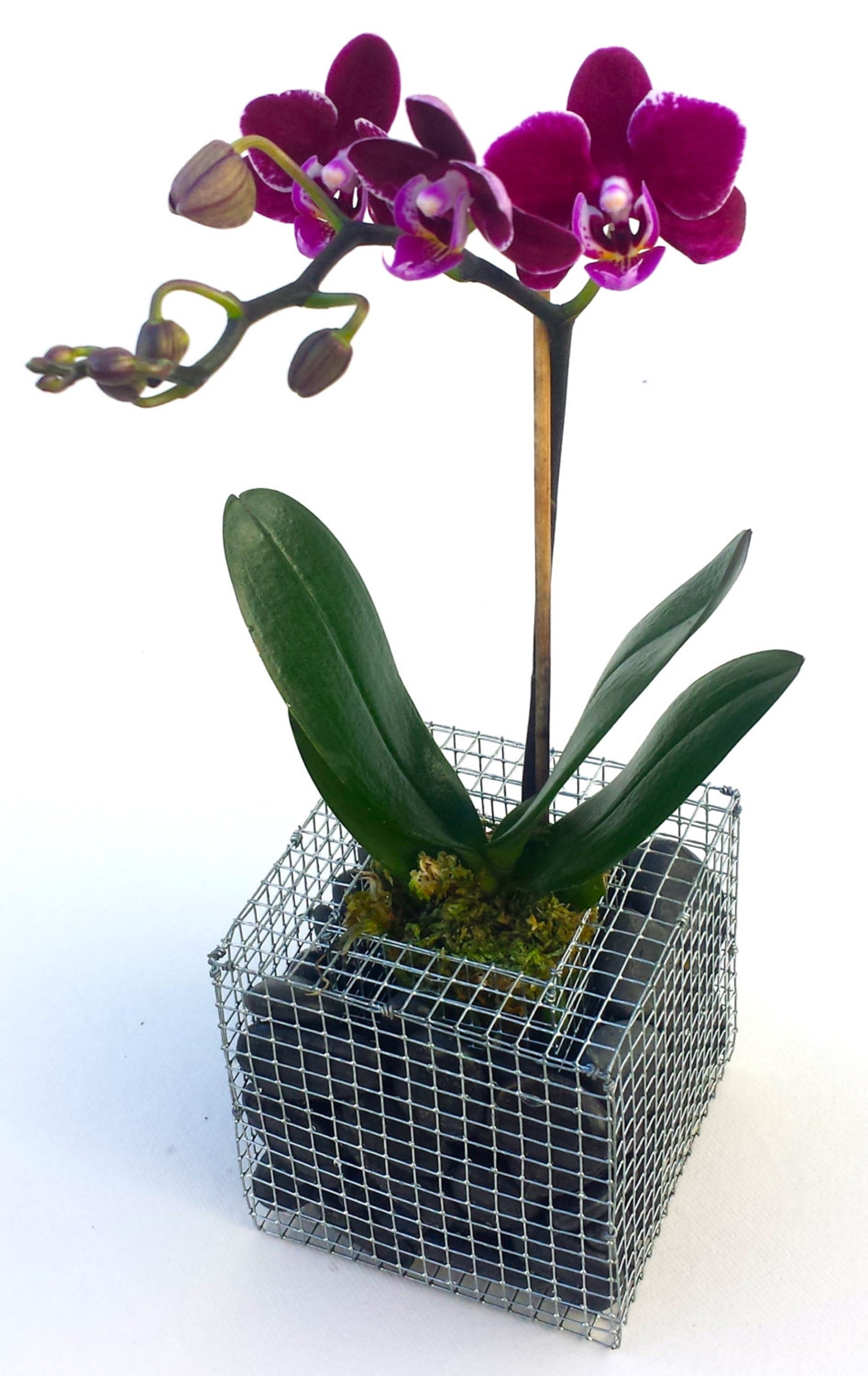 Размер горшка для орхидеи. Орхидея фаленопсис мини Миа. Фаленопсис в горшке. Wellness фаленопсис. Орхидея фаленопсис в горшке.