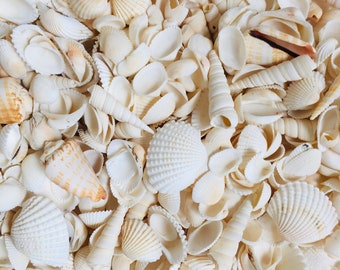 2 lb White Shell Mix Beach Seashells / White Clam Shell For Nautical Decor Crafts / Vase Filling / Candle making S-355