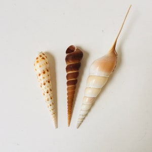 May include: Three seashells of different shapes and sizes. The shells are brown, white, and tan with brown spots.
