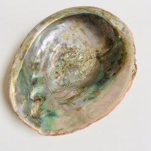 May include: An iridescent abalone shell with a pearlescent interior. The shell displays a range of colors, including greens, blues, and purples, with a textured surface. The outer edge of the shell has a rough, natural texture.