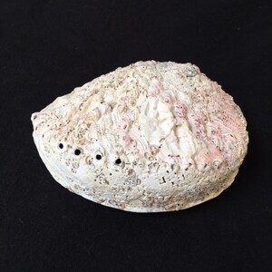 May include: A white abalone shell with a rough, textured surface and a pink interior. The shell has several small holes drilled into it.