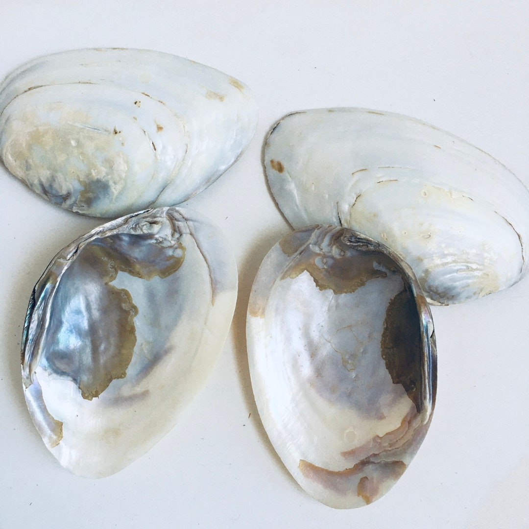 4 Pcs Mother of Pearl Large Half Shell 5.25