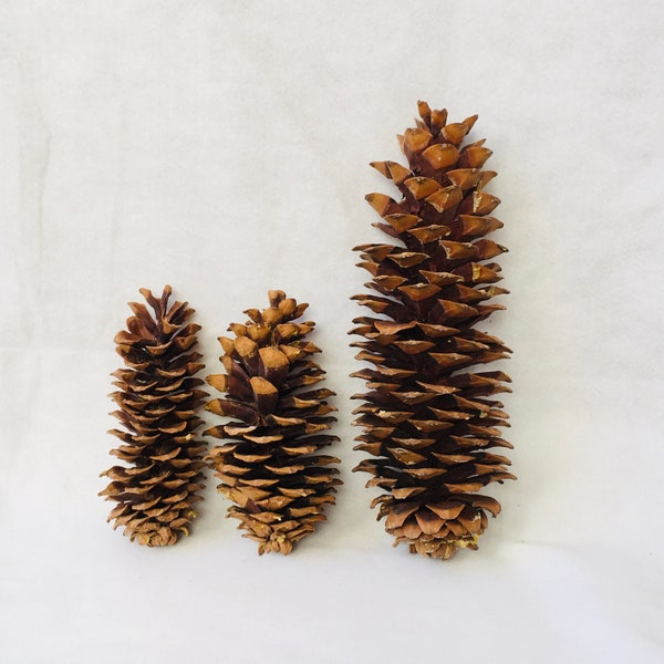 3 Large pine cones ( 1 x 16 in / 2 x 9 in  ) huge pine cones, Jumbo Pinecone, pine cone , X'mas decoration D-40