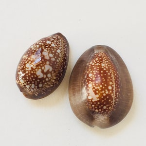 2 Cypraea Seashell Brown (3.5 cm And 3 cm Long ) For Seashells collection / Great Seashell Gift  S-363