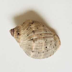 Set of 3 Sundial Seashell / Epitonium Scalare Shell / Dicathais Shell ...